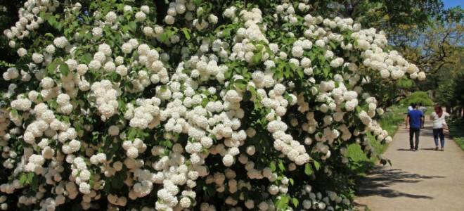 Калина бульденеж посадка и уход