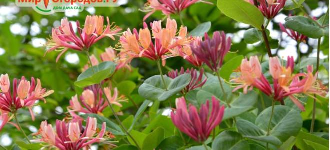 Жимолость плетистая посадка и уход