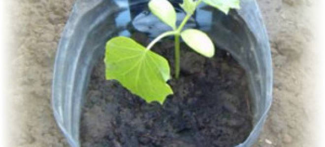 Посадка огурцов в 5 литровых бутылках