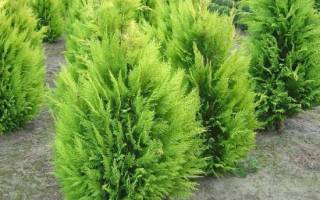 Кипарисовик лавсона ивонне посадка и уход