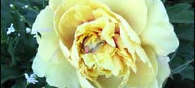 Посадка пиона в горшок