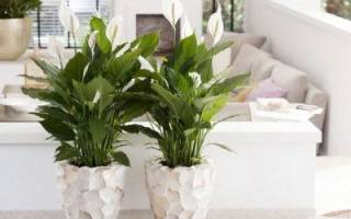 Пропадает цветок женское счастье что делать