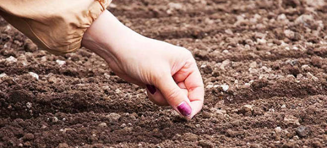 Посадка свеклы под зиму в подмосковье