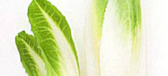 Витлуф ракета посадка и уход выгонка