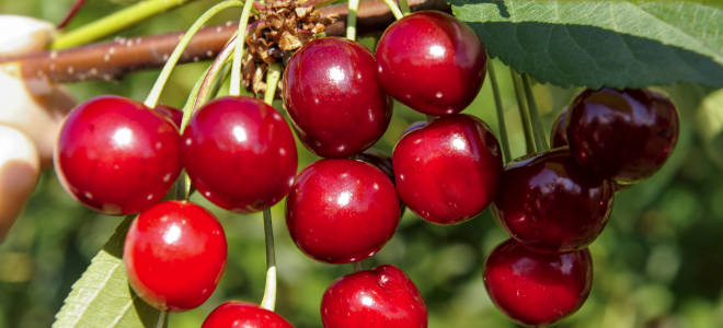 Вишня посадка и уход в подмосковье