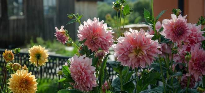 Когда выкапывать георгины в подмосковье