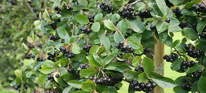 Черноплодная рябина посадка и уход размножение