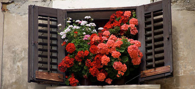 Цветы герань уход и размножение