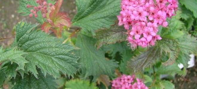 Спирея в Сибири посадка и уход