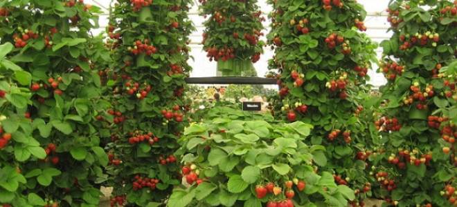 Земляника вьющаяся посадка и уход