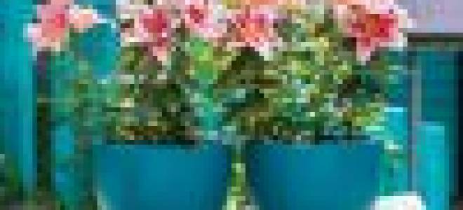 Комнатные лилии посадка и уход после цветения