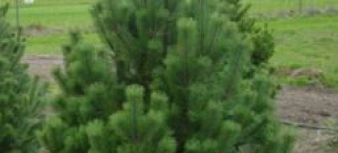 Посадка сосны осенью