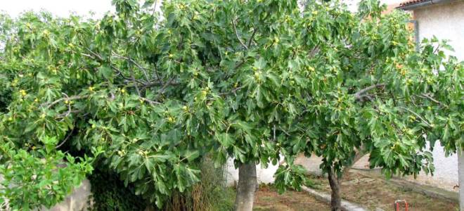 Размножение инжира черенками осенью