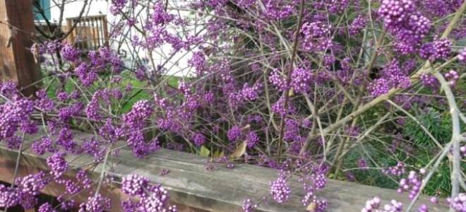 Красивоплодник сиреневый жемчуг посадка и уход