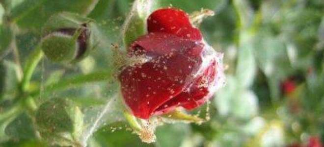 Черные точки на листьях комнатных растений