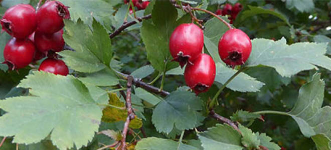 Боярышник крупноплодный посадка и уход
