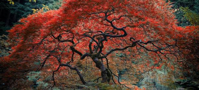 Клен японский красный уход и посадка