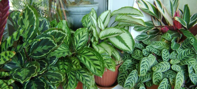 Комнатный цветок калатея как ухаживать