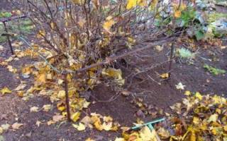 Как правильно ухаживать за малиной осенью