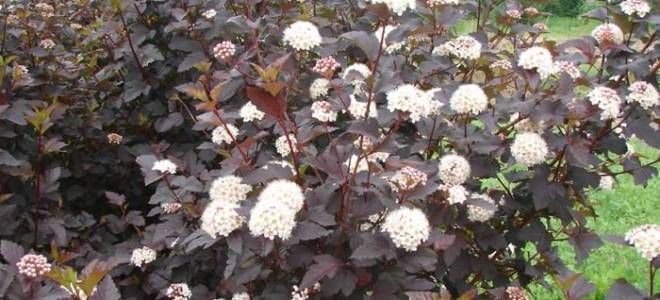 Пузыреплодник диабло посадка и уход