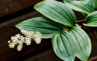 Смилацина кистевидная посадка и уход