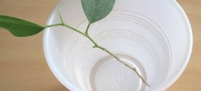 Можно ли вырастить фикус из листа