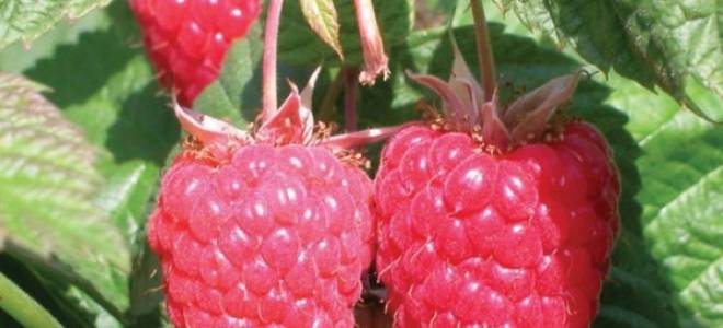 Малина краса россии посадка и уход