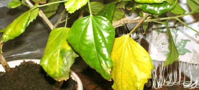 Гибискус сбрасывает листья что делать