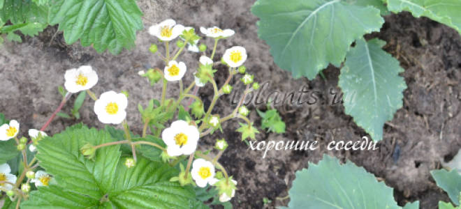 Совместные посадки овощей на грядке