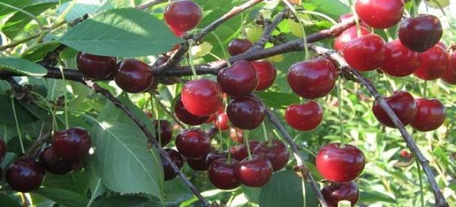 Вишня кустовая посадка и уход