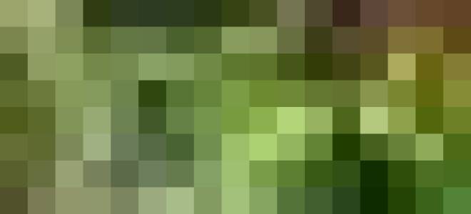 Как красиво расположить цветы на участке