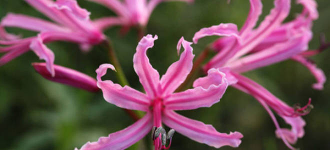 Цветок нерине посадка и уход