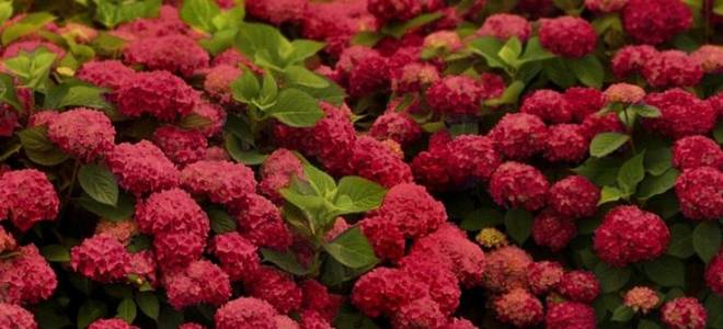 Гортензия красная посадка и уход
