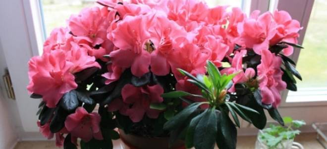 Домашние цветы в горшках цветущие круглый год