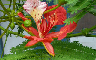 Делоникс королевский как вырастить дома