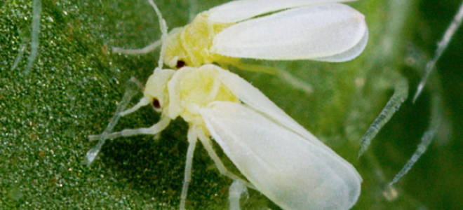 Как бороться с белокрылкой на комнатных цветах