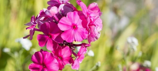 Когда пересаживать флоксы в подмосковье