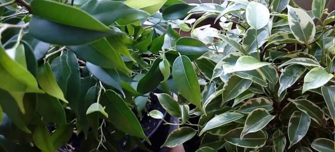 Чем удобрять фикус бенджамина в домашних условиях