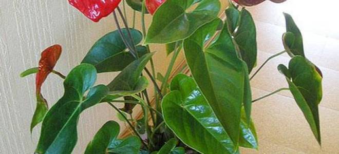 Погибает цветок мужское счастье что делать