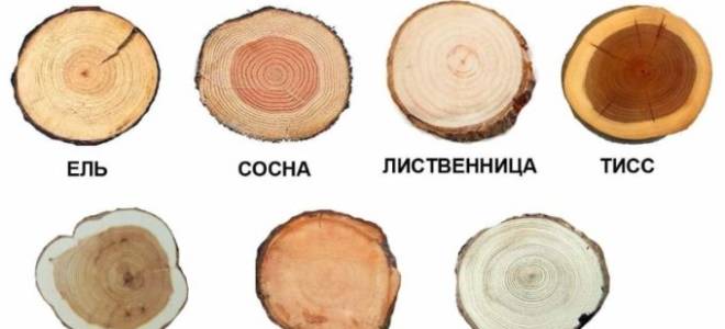Какие бывают шишки у хвойных деревьев