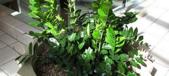 Цветок замиокулькас размножение листом