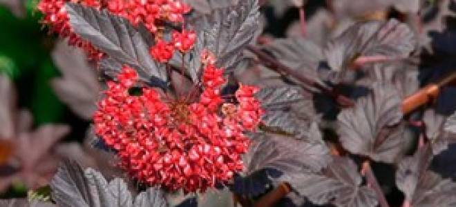 Пузыреплодник ред барон посадка и уход