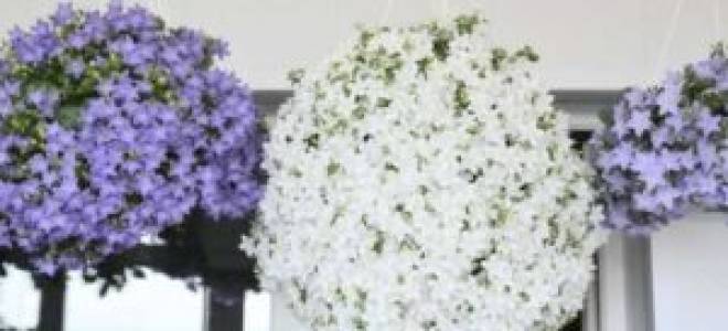 Цветок невеста комнатный как ухаживать