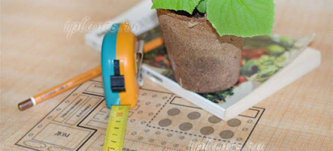 Список овощей для посадки в огороде