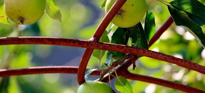 Как вырастить яблоню из семечка пошагово