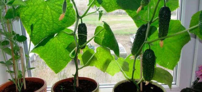 Можно ли вырастить огурцы в квартире зимой