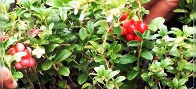 Как посадить бруснику на даче