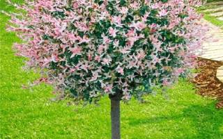 Ива цельнолистная хакуро нишики посадка и уход