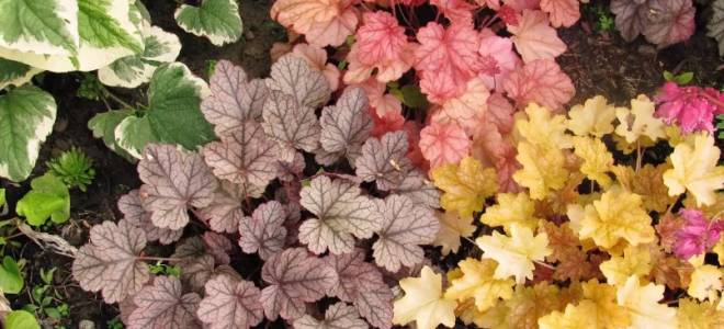 Посадка гейхеры осенью