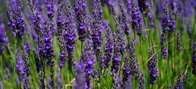 Как вырастить лаванду из семян на даче